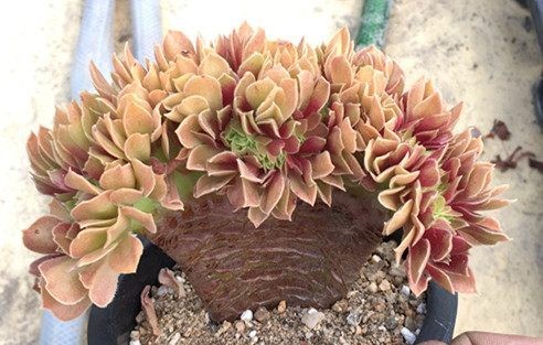 有钱买不到!这才是真正的多肉老桩