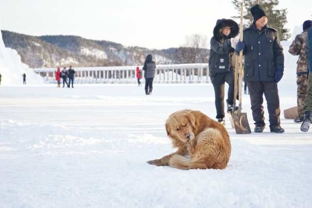 「新年目的地推荐一」金鸡之巅，边境梦雪，一路向北