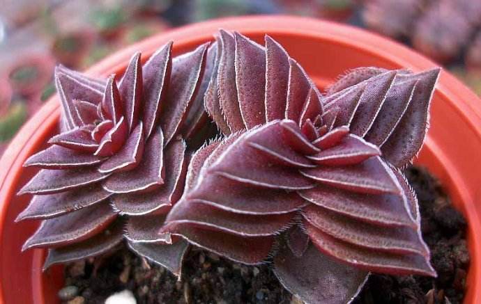 划划手机养养眼，让多肉美拍缓解你的疲劳，静下来明天再出发！