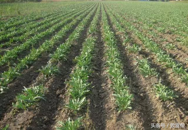 种植板蓝根致富,成为农业技术专家