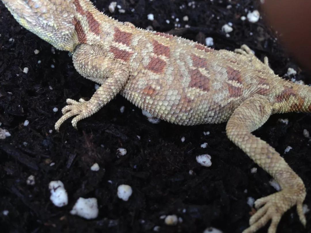 蓝色鬃狮蜥蜴稀有吗,鬃狮蜥黄系对比