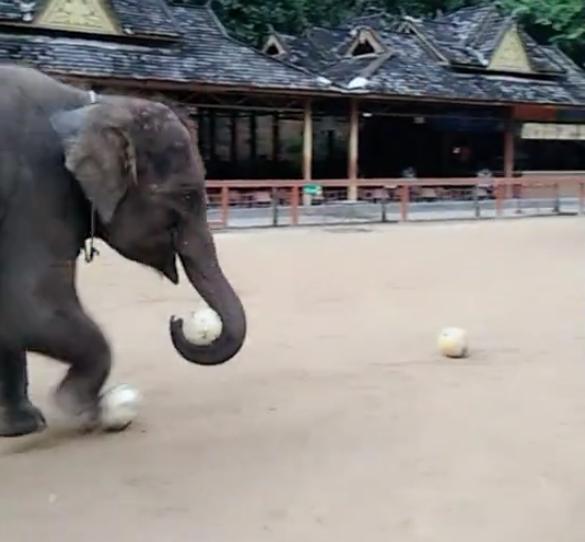 大象跟主人,大象踢足球小象