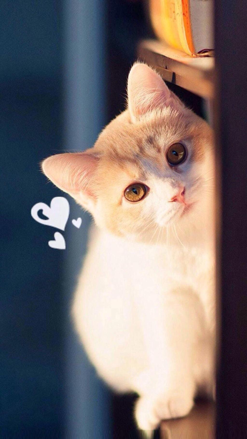 猫是不是真的有九条命,猫有九条命唯有一颗心