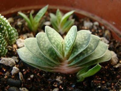 划划手机养养眼，让多肉美拍缓解你的疲劳，静下来明天再出发！