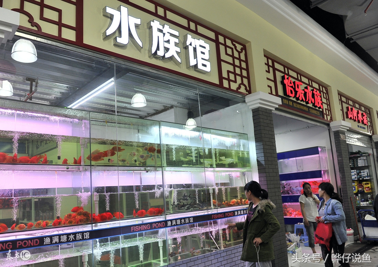 快打住!开水族店的这个念头就此打住,你把这件事想得太简单了!