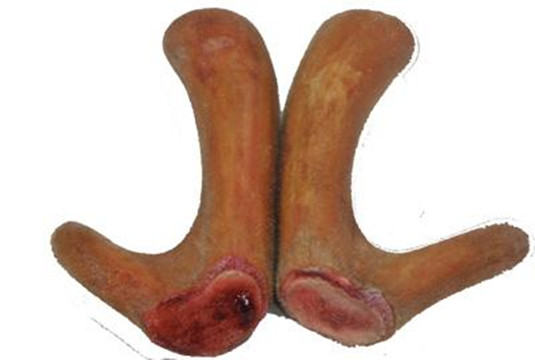 梅花鹿在割鹿茸的时候有多疼,梅花鹿割鹿茸对梅花鹿有伤害吗