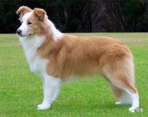 怎样挑选一只好的边牧犬,如何挑选边牧幼犬品相好