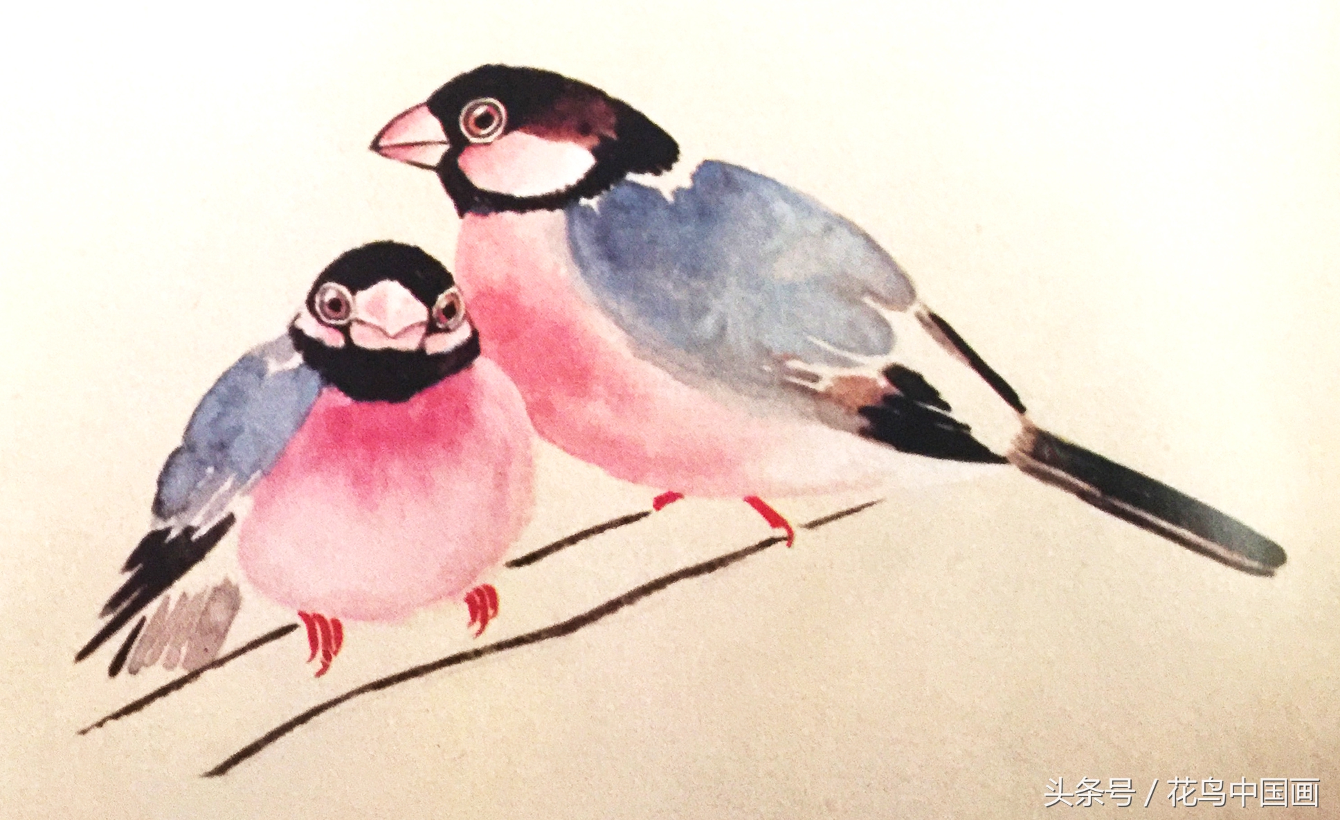 工笔国画白鸟的画法,写意花鸟羽毛技法