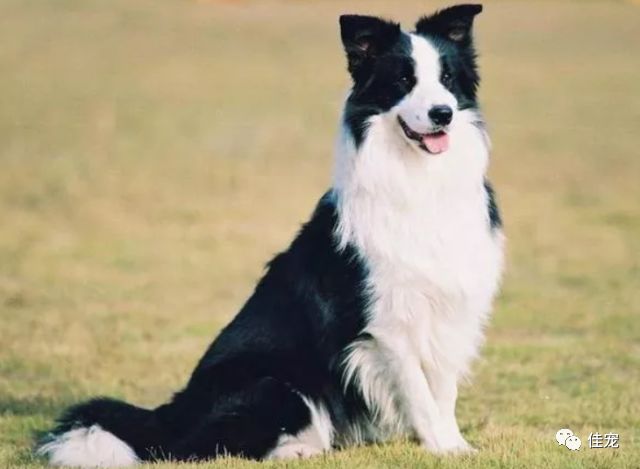 怎样挑选一只好的边牧犬,如何挑选边牧幼犬品相好