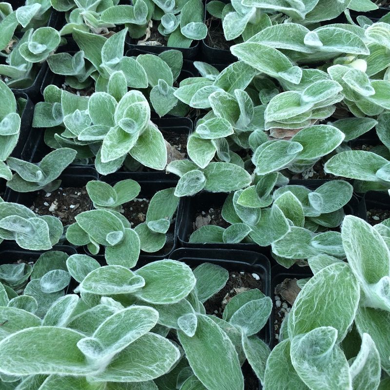 划划手机养养眼，让多肉美拍缓解你的疲劳，静下来明天再出发！