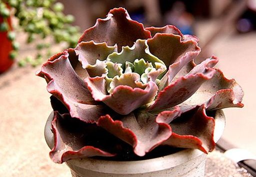 划划手机养养眼，让多肉美拍缓解你的疲劳，静下来明天再出发！