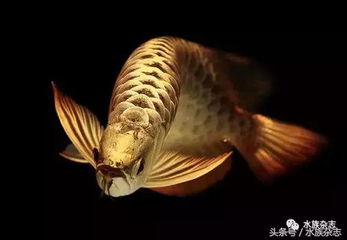 龙鱼入门百科图片,新手养龙鱼入门红龙