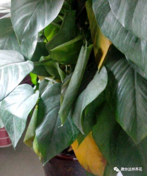 花草树木叶子发黄是什么原因,冬天为什么花卉叶子会发黄