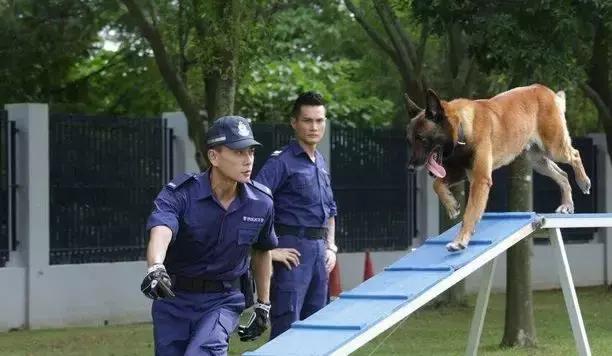 tvb剧集东九龙重案组,西九龙重案组介入调查tvb