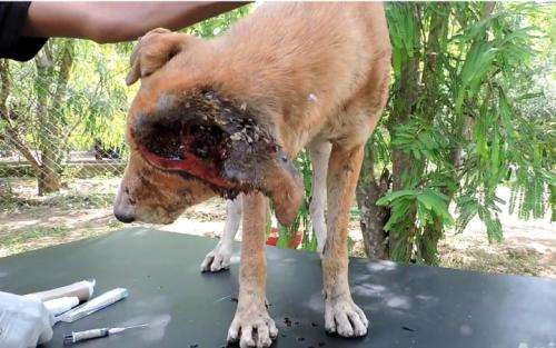 狗狗食道损伤多久能恢复,狗狗腰椎损伤多久能恢复