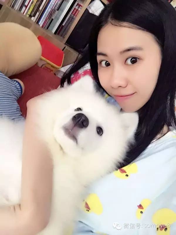 关于萨摩耶可爱的照片,萨摩耶有胎毛吗