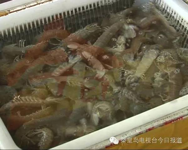 皮皮虾肚皮长的像什么虫子,和皮皮虾长得一样的虫子