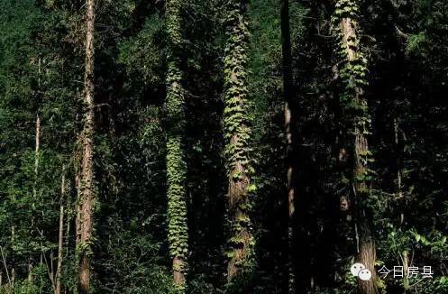 元旦房县一日游全攻略,春节去房县自驾游