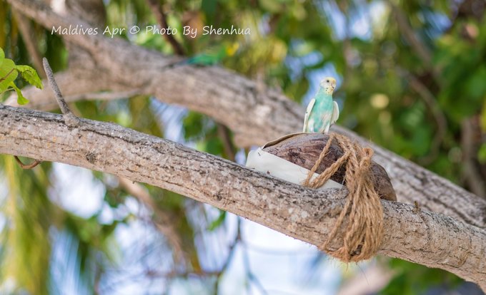 马尔代夫蓝色美人蕉旅游攻略,马尔代夫蓝色美人蕉岛攻略