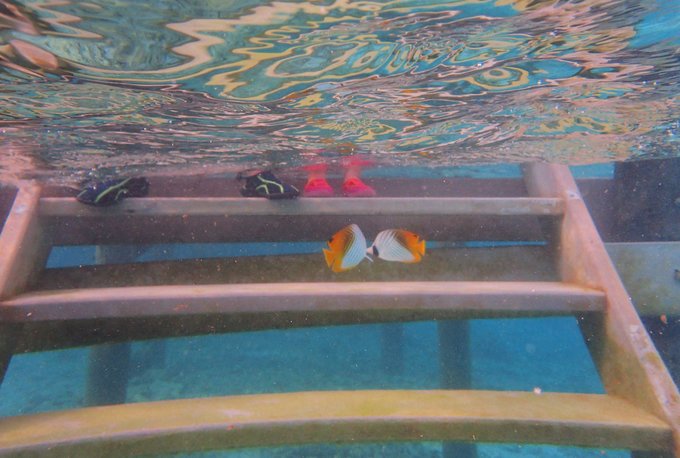 马尔代夫蓝色美人蕉旅游攻略,马尔代夫蓝色美人蕉岛攻略