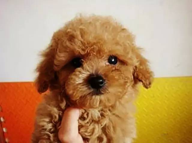 泰迪怎么那么乖,泰迪为啥这么乖