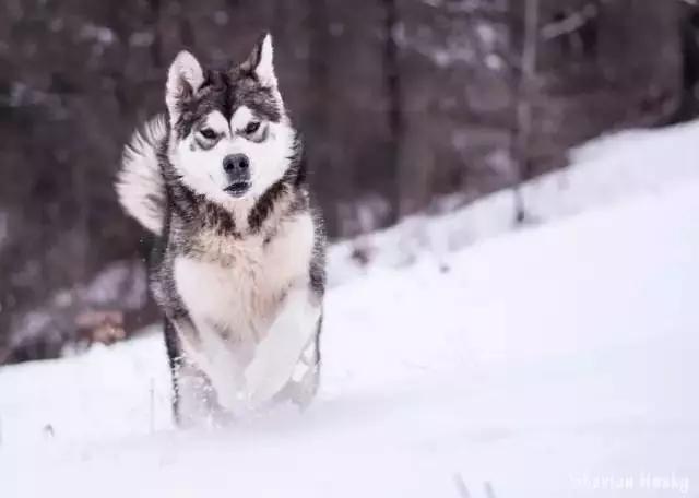 西伯利亚雪橇犬哈士奇白牙,西伯利亚雪橇犬哈士奇解说视频