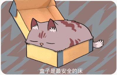 新手养猫指南铲屎官必看,铲屎官最容易忽略的五点养猫常识