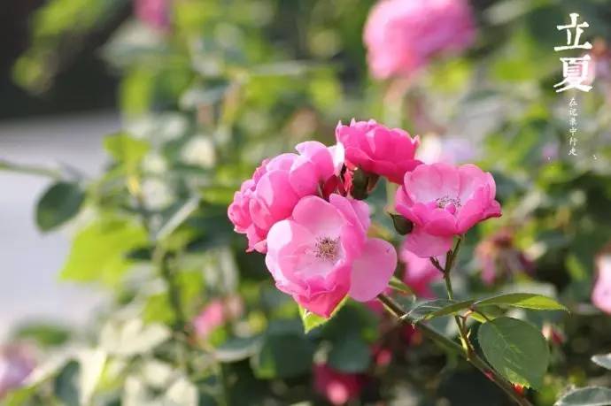 却是石榴知立夏的翻译,却是石榴知立夏年年花开什么意思