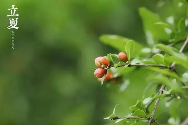 却是石榴知立夏,却是石榴知立夏年年花开什么意思