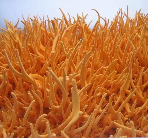 蛹虫草有保健作用是骗人的吗,蛹虫草效果真的很好吗