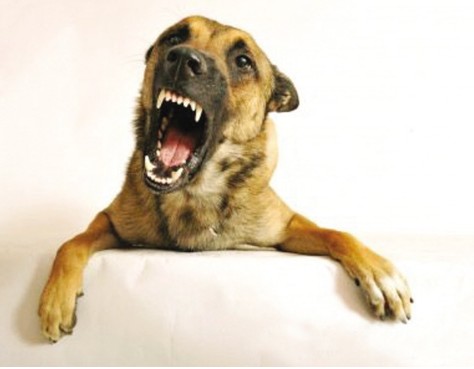 狗狗狂叫怎么让它闭嘴,狗狗狂叫萨摩怎么办