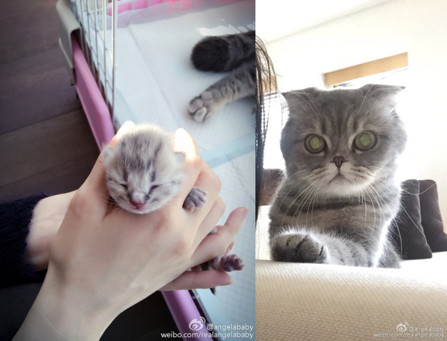 angelababy养折耳猫,angelababy养猫