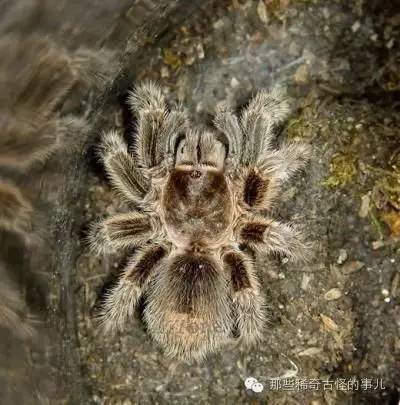 揭秘湘西巫术--情蛊,真的能够让人魂牵梦萦,爱得死去活来?