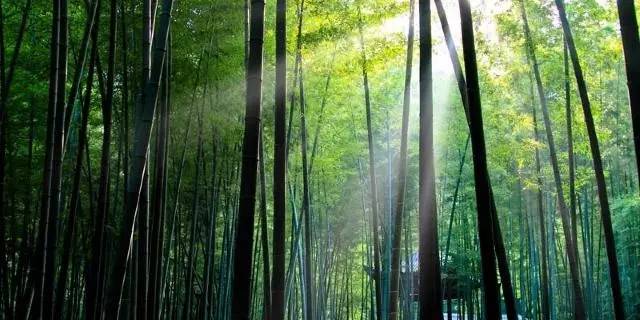 春节重庆免费景点大全,重庆自驾免费景点