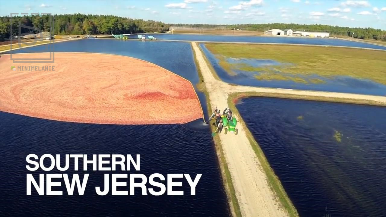 北美红宝石的蔓越莓,北美的红宝石蔓越莓