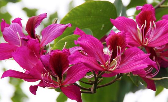 绿植花卉室内摆放实拍,绿植盆栽室内摆放