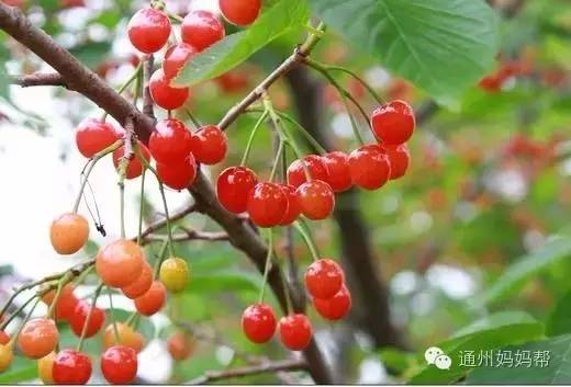 小孩子樱桃吃多了会不会中毒,小孩吃了5个樱桃籽有事吗