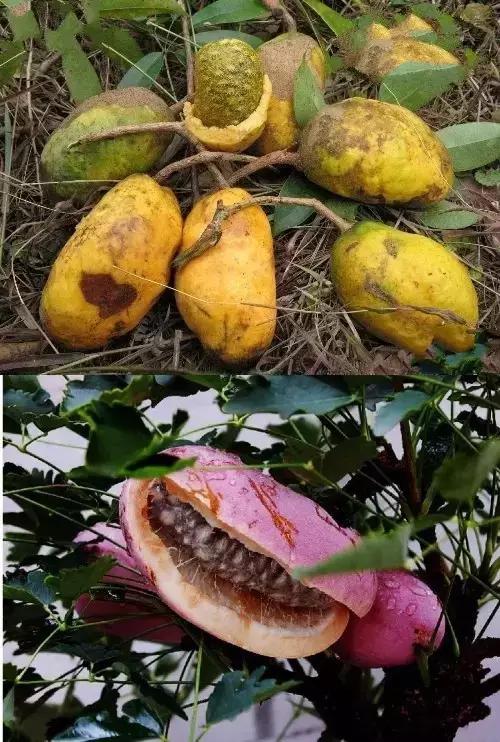 吃过这五种水果是土豪,这些水果吃过一半以上的全是土豪