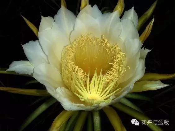 哪些植物吸收甲醛和防辐射,电脑旁边放什么植物防辐射最好