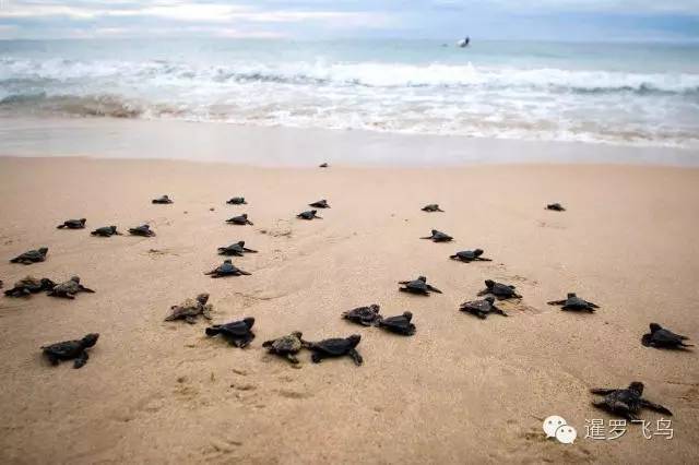 普吉岛休闲旅游全攻略,普吉岛旅游攻略地图高清