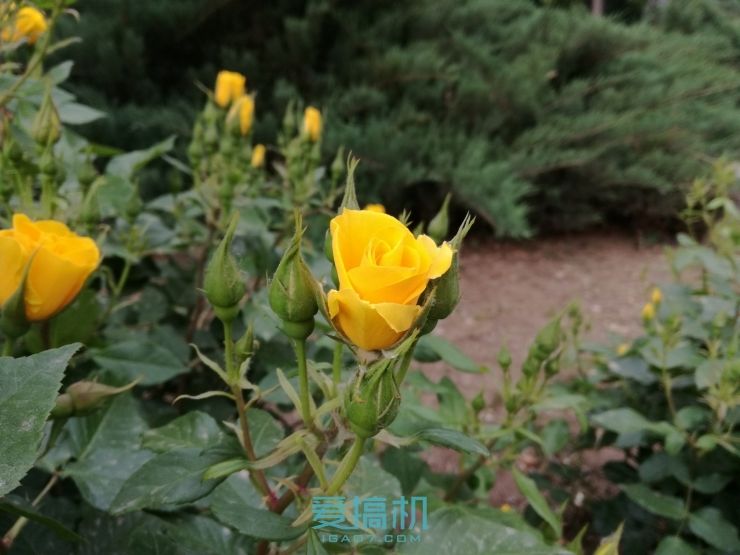 华为g9青春版落后吗,华为g9青春版到底有多好