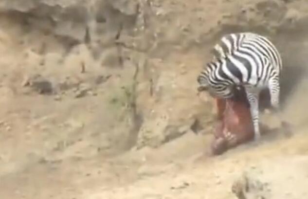 鳄鱼咬破蟒蛇的肚子,斑马被鳄鱼狠咬肚子后逃脱