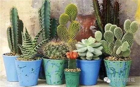 哪些植物吸收甲醛和防辐射,电脑旁边放什么植物防辐射最好