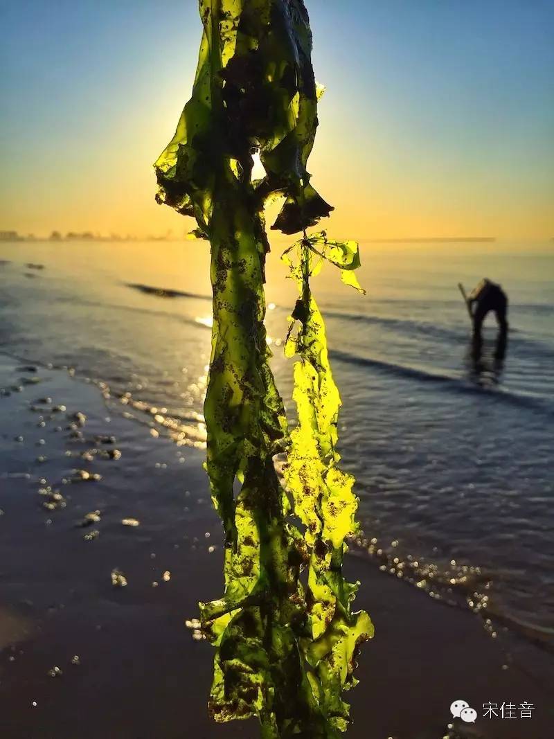 北戴河的风景很美,北戴河最美的地方