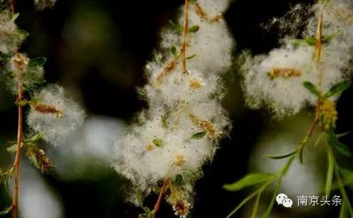 南京挺住,南京人抵御寒潮