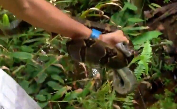 蟒蛇缠住猫,猫被蟒蛇缠住