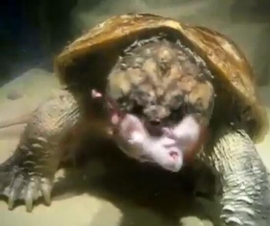 鳄龟活吞老鼠,鳄龟咬人瞬间死亡