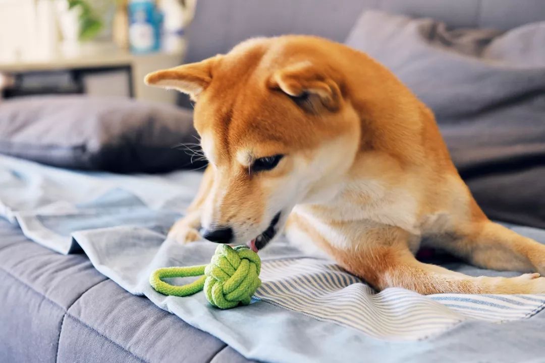 柴犬实测7款玩具：网络上的热门款玩具适合它玩耍吗？