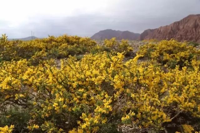 新疆南疆野生动物图片,南疆常见绿化植物