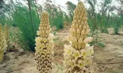 新疆南疆野生动物图片,南疆常见绿化植物